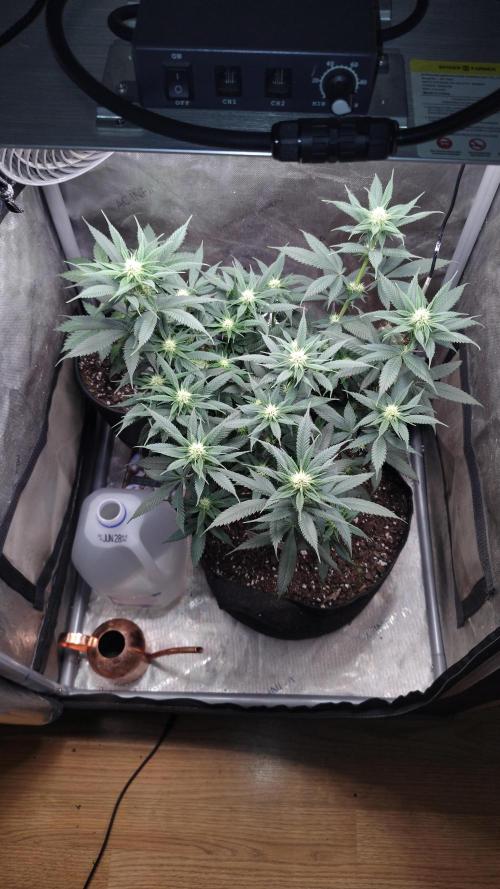 Sour G R1. Week 11