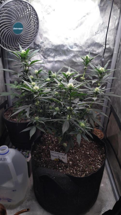 Sour G R1. Week 11
