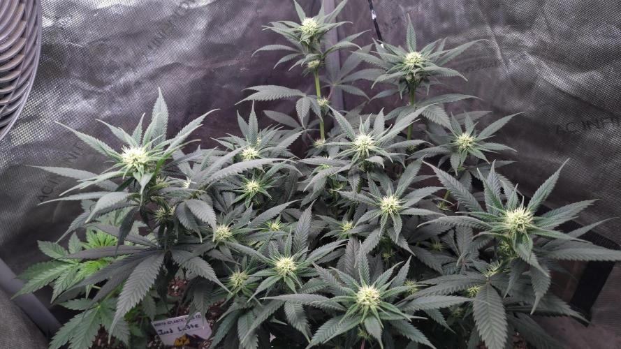 Sour G R1. Week 11