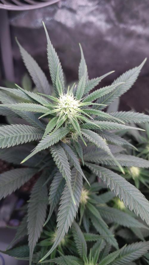 Sour G R1. Week 11