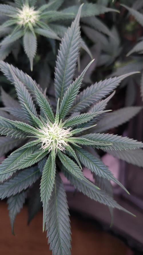 Sour G R1. Week 11