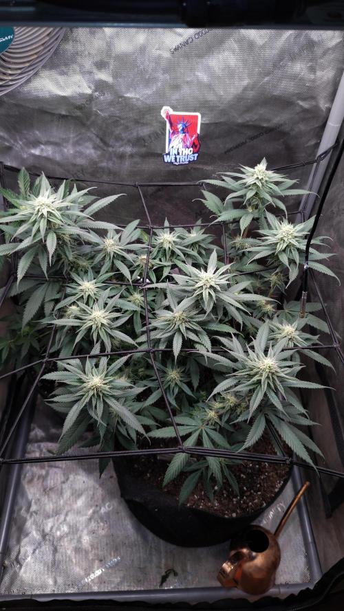 Sour G R1. Week 12