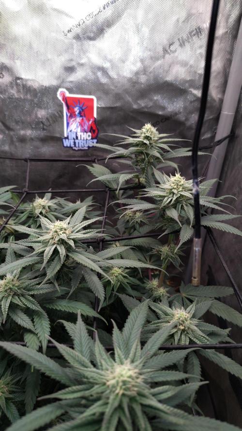 Sour G R1. Week 12