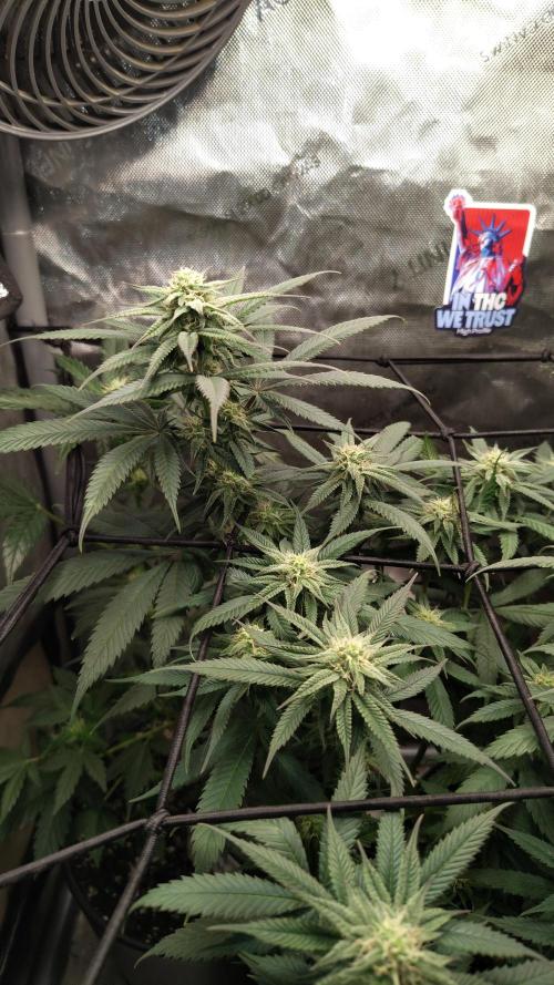 Sour G R1. Week 12