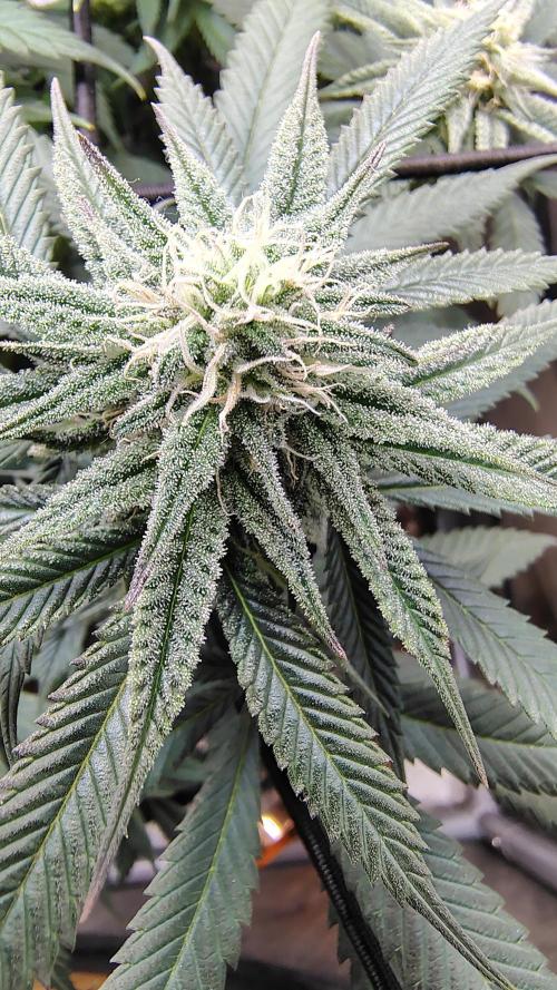 Sour G R1. Week 12