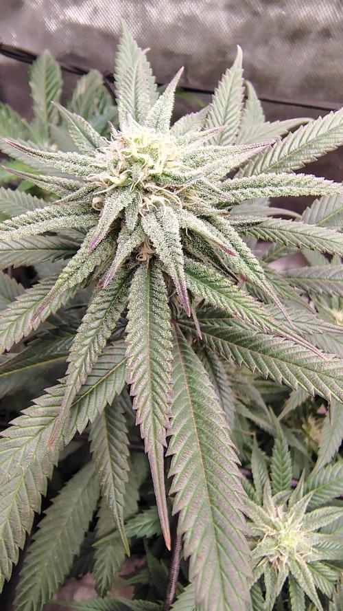 Sour G R1. Week 12