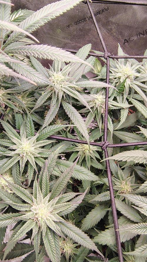 Sour G R1. Week 12