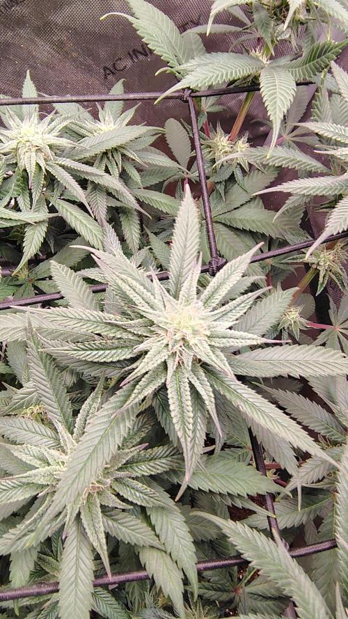 Sour G R1. Week 12