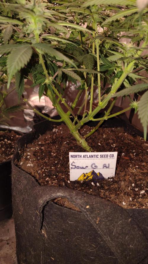 Sour G R1. Week 12