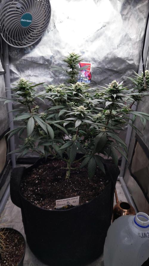 Sour G R1. Week 13