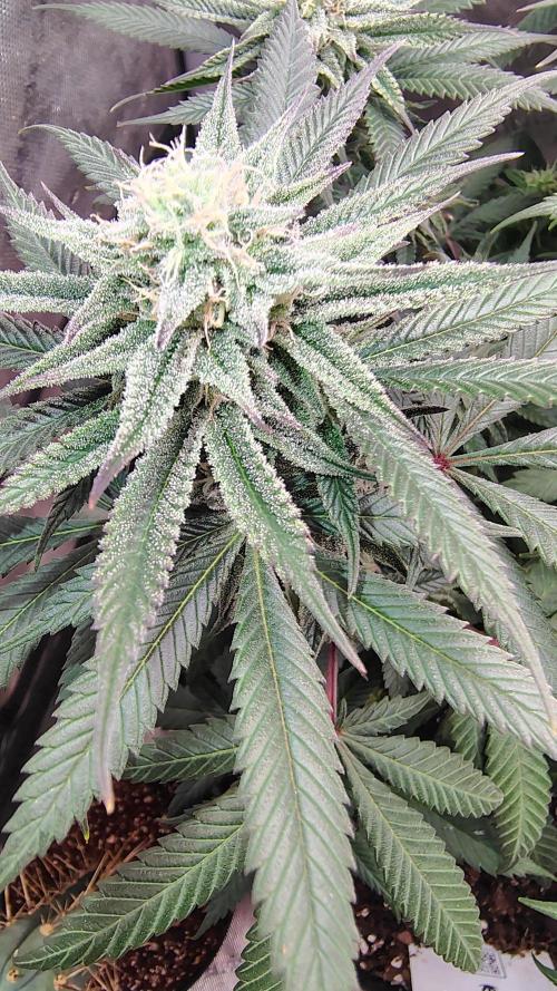 Sour G R1. Week 13