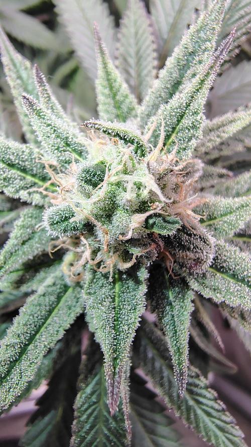 Sour G R1. Week 13