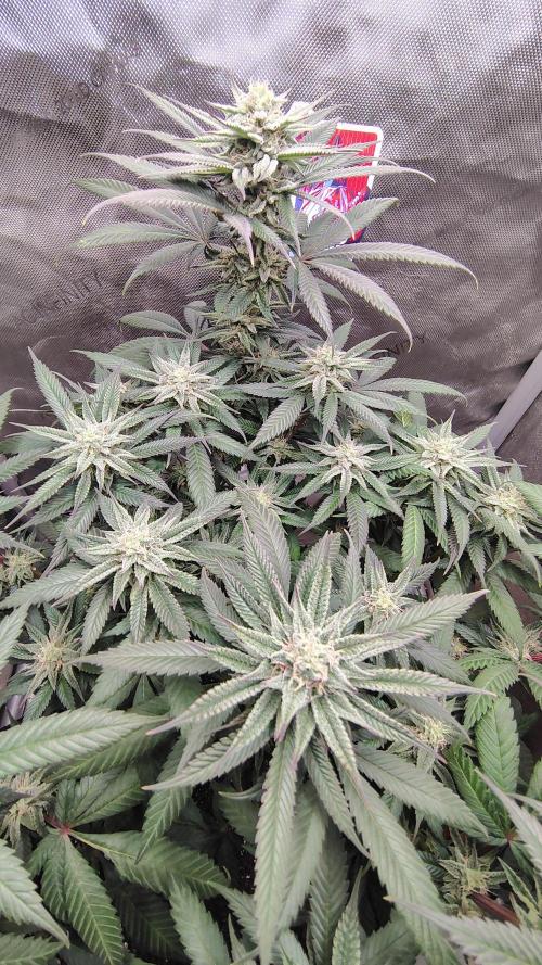 Sour G R1. Week 13
