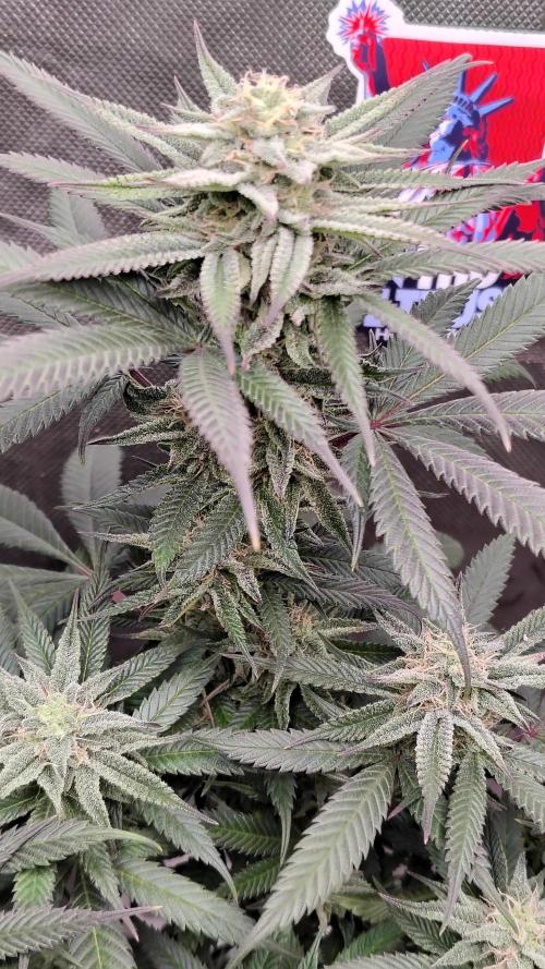 Sour G R1. Week 13