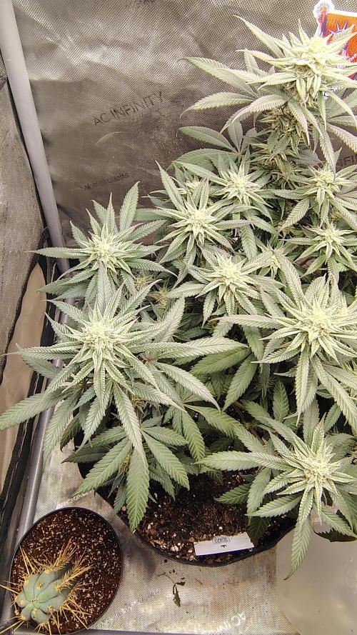 Sour G R1. Week 13