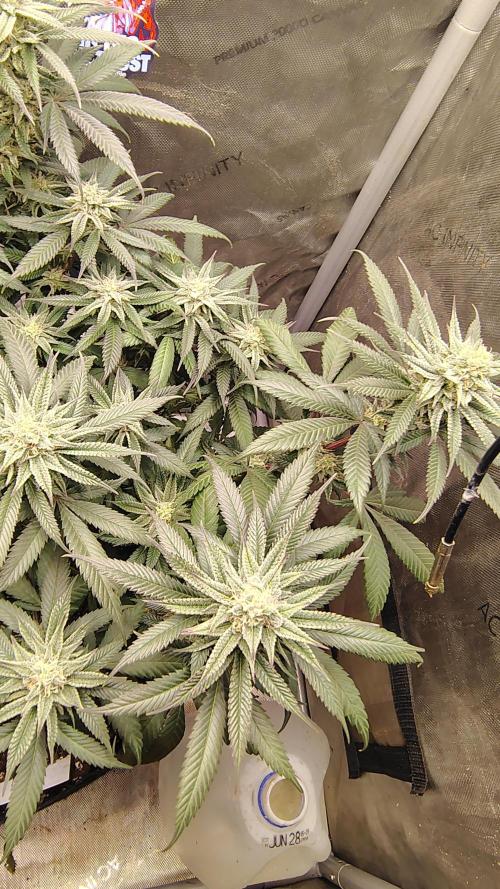Sour G R1. Week 13