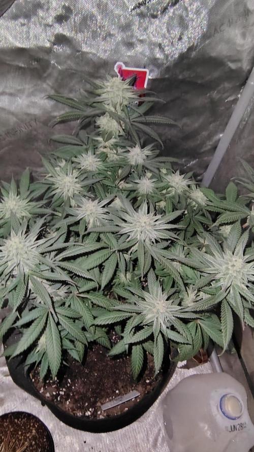 Sour G R1. Week 13