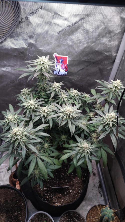 Sour G R1. Week 14