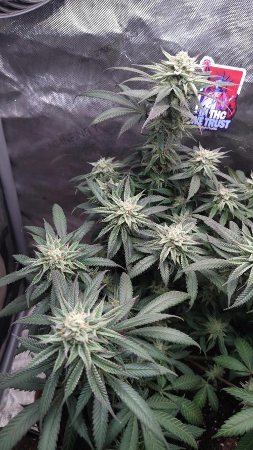 Sour G R1. Week 14