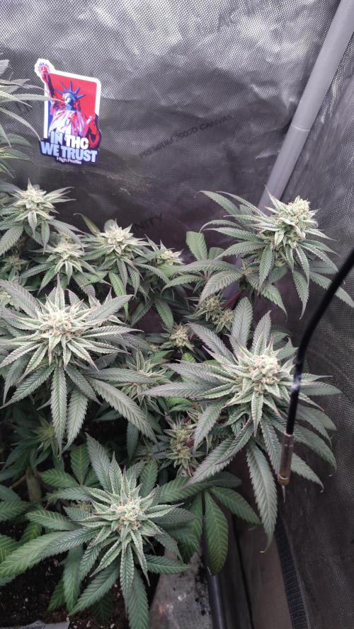 Sour G R1. Week 14