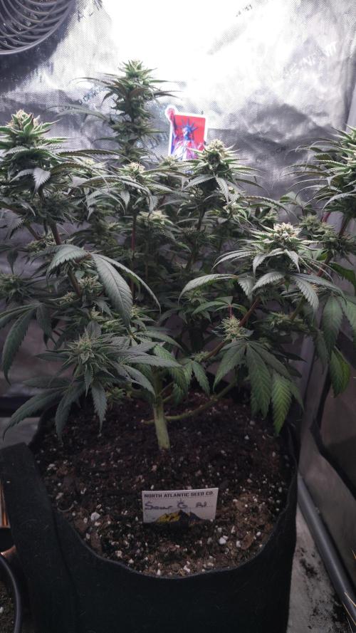 Sour G R1. Week 14