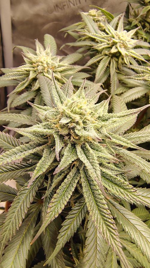 Sour G R1. Week 14