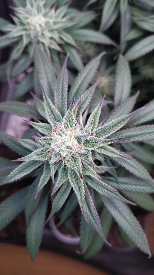 Sour G R1. Week 14