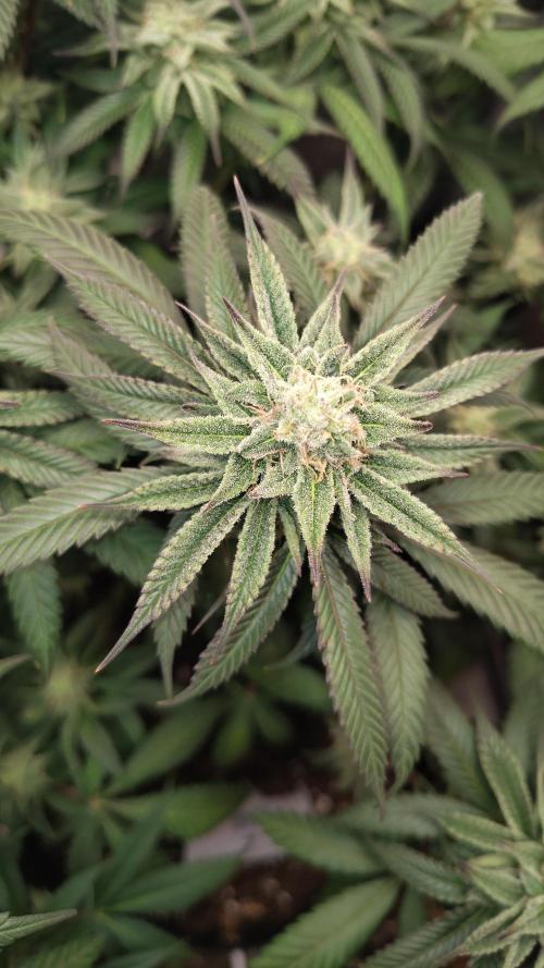 Sour G R1. Week 14