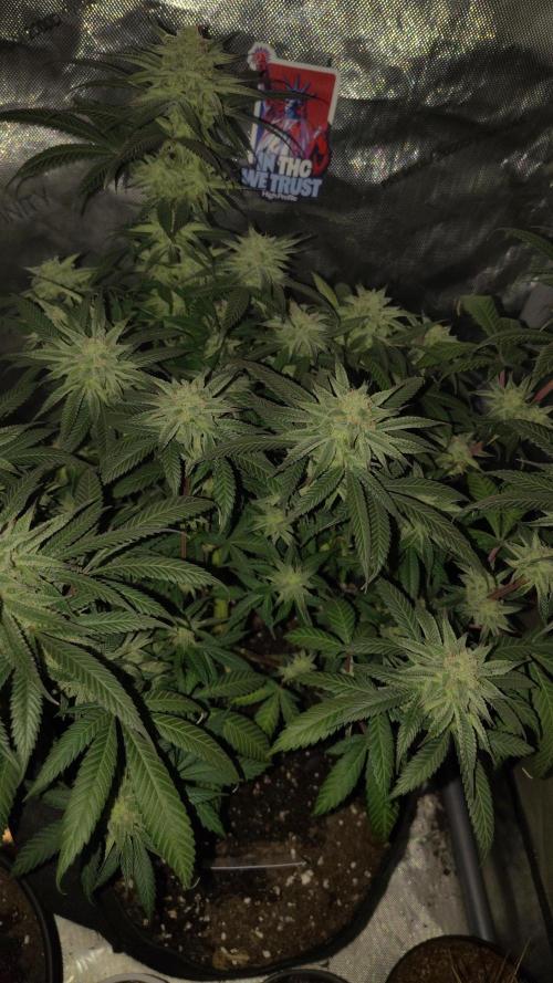 Sour G R1. Week 14