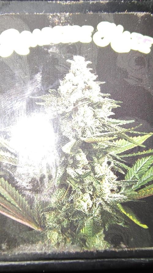 RoadSide Haze- Dirty Bird Genetics. Week 0