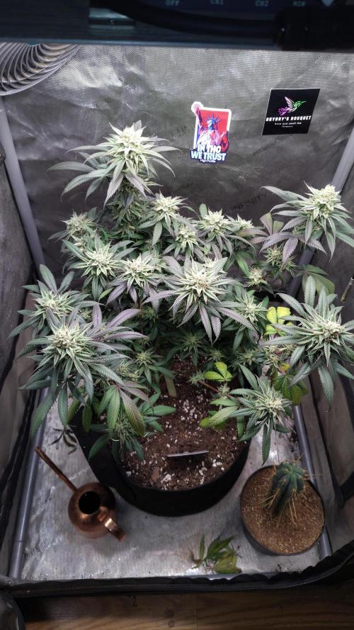 Sour G R1. Week 15