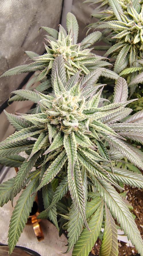 Sour G R1. Week 15