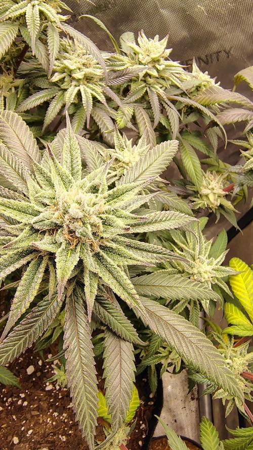 Sour G R1. Week 15