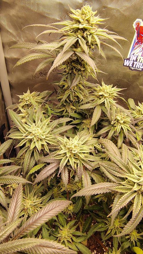 Sour G R1. Week 15