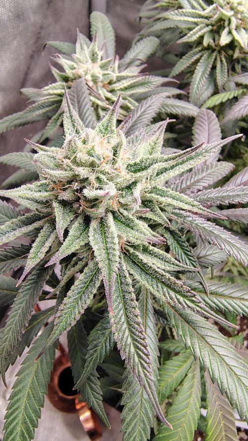 Sour G R1. Week 15
