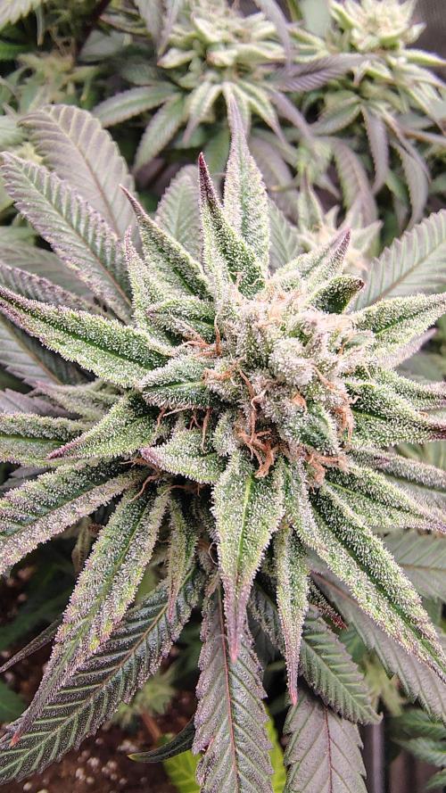 Sour G R1. Week 15