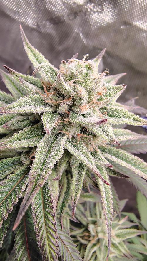 Sour G R1. Week 15