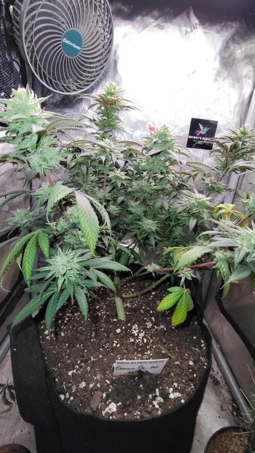 Sour G R1. Week 15