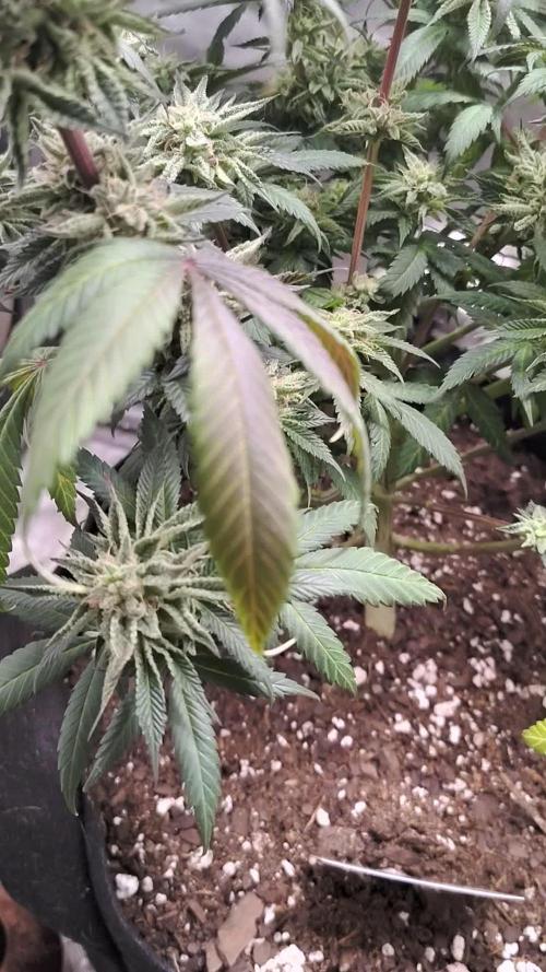 Sour G R1. Week 15