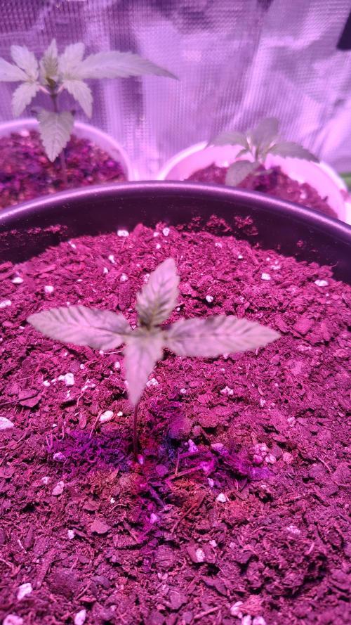 RoadSide Haze- Dirty Bird Genetics. Week 1
