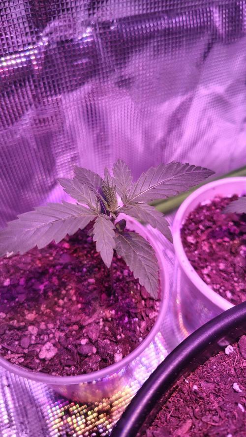 RoadSide Haze- Dirty Bird Genetics. Week 1