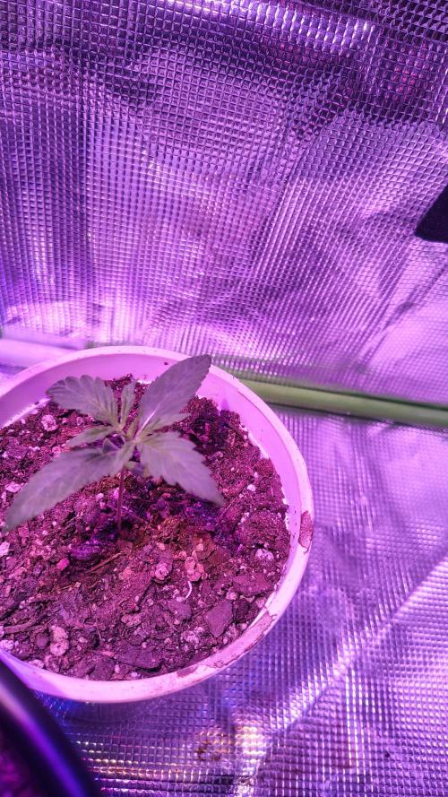 RoadSide Haze- Dirty Bird Genetics. Week 1