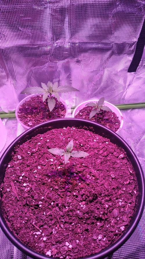 RoadSide Haze- Dirty Bird Genetics. Week 1