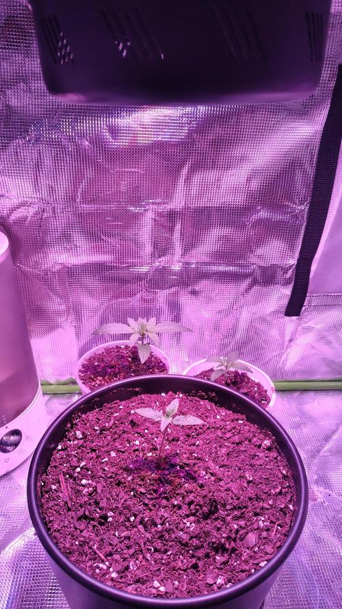 RoadSide Haze- Dirty Bird Genetics. Week 1