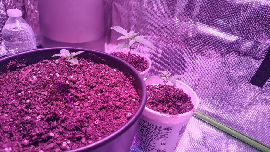 RoadSide Haze- Dirty Bird Genetics. Week 1