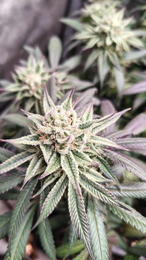 Sour G R1. Week 16