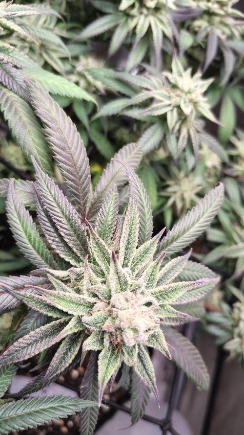 Sour G R1. Week 16