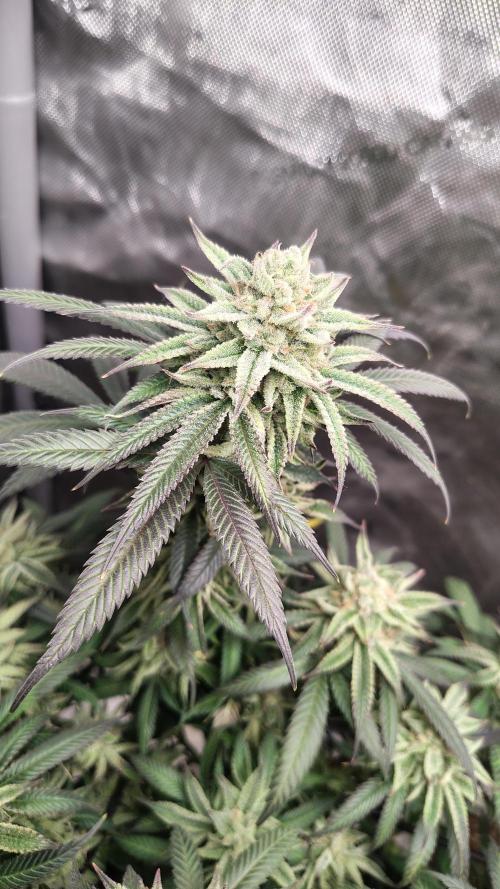 Sour G R1. Week 16