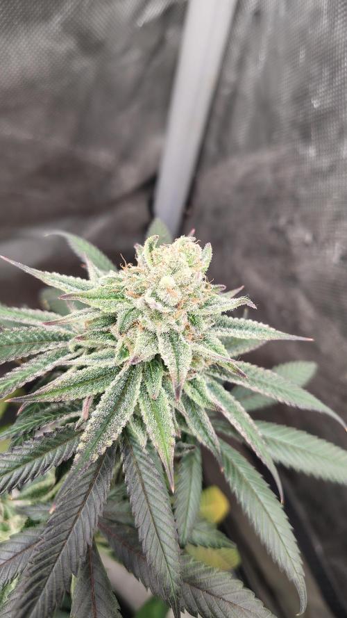 Sour G R1. Week 16