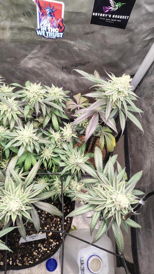 Sour G R1. Week 16